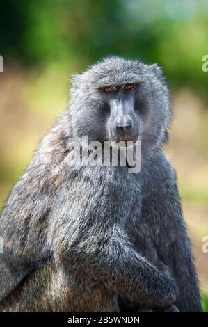 Giovane babbuino di olive nel Parco Nazionale Masai Mara del Kenya, Africa. Animale nell'habitat. Fauna selvatica scena dalla natura Foto Stock