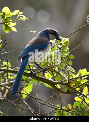 Un californiano macchia jay (Aphelocoma californnica) in un albero di quercia, bagnata al sole del mattino. Foto Stock