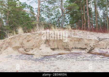 Città Carnikava, Lettonia. Posto a piedi vicino al Mar Baltico con sabbia e alberi.07.03.2020 Foto Stock