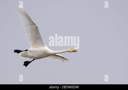 Whooper Swan (cygnus cygnus) in volo su cielo grigio chiaro con becco aperto e gambe oscillanti Foto Stock