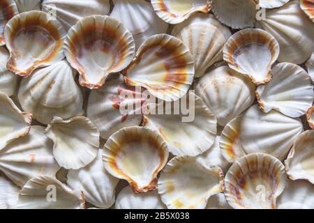 Seashell sfondo, un sacco di diverse conchiglie accatastate together.Selective fuoco. Foto Stock