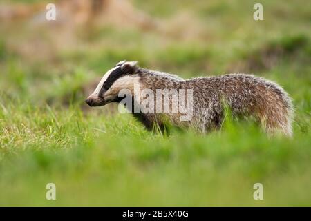 Furry tasso europeo che guarda giù su un prato verde in estate Foto Stock