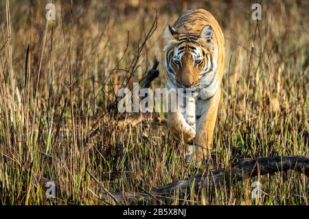 Tigre selvatica che cammina nella zona di prateria della zona di dhikala al parco nazionale di jim corbett o riserva di tigre, uttarakhand, india - panthera tigris Foto Stock