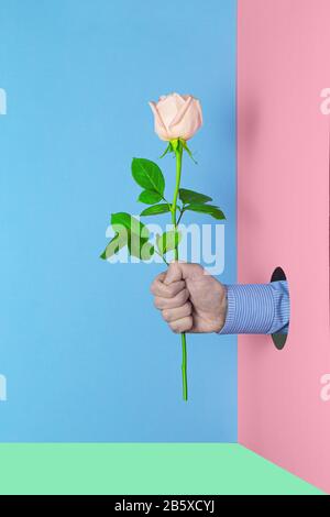 Uomo che tiene una rosa in mano su uno sfondo colorato. Amore concetto idea texture sfondo. Giorno di San Valentino creativo, giorno della donna o festa di compleanno Foto Stock