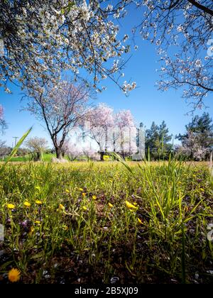 Primavera a Cipro - bei alberi di mandorla in fiore nel villaggio di Klirou vicino Nicosia, Cipro Foto Stock