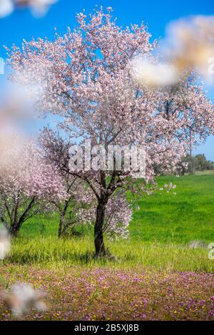 Primavera a Cipro - bei alberi di mandorla in fiore nel villaggio di Klirou vicino Nicosia, Cipro Foto Stock