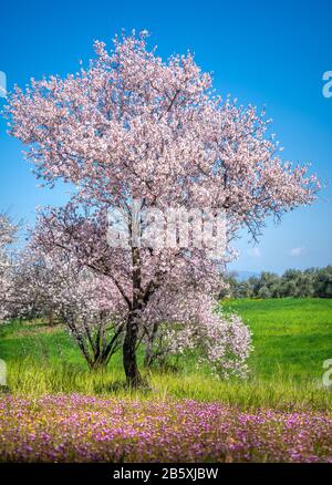 Primavera a Cipro - bei alberi di mandorla in fiore nel villaggio di Klirou vicino Nicosia, Cipro Foto Stock