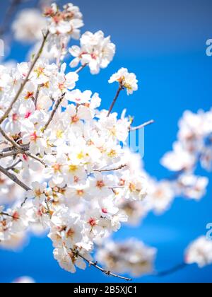 Primavera a Cipro - bei alberi di mandorla in fiore nel villaggio di Klirou vicino Nicosia, Cipro Foto Stock