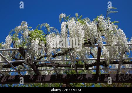 Serie di fiori primaverili, glicine trellis in giardino Foto Stock