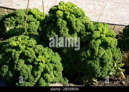 kale pianta dopo inverno in primavera sole, cavolo foglia o brassica oleracea con foglie verdi Foto Stock