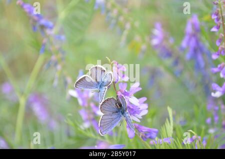 farfalla su fiore viola fioritura, macro, backgroun. Foto Stock