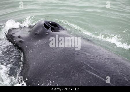 Pinna caudale del possente Humpback Whale (Megaptera novaeangliae) visto dalla barca vicino a Husavik, Islanda Foto Stock
