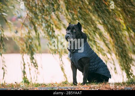 Il nero di Cane Corso Dog sitter vicino lago sotto i rami degli alberi. Cane indossa in vestiti caldi. Grande cane razze. Foto Stock