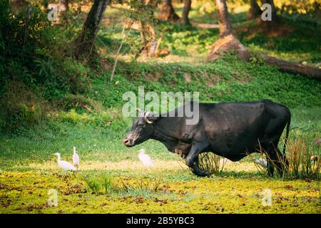 Goa, India. Mucca A Piedi Con Piccoli Egrets In Swamp. Foto Stock