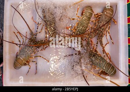 Aragosta viva in acqua al mercato alimentare del mare in Thailandia. Foto Stock