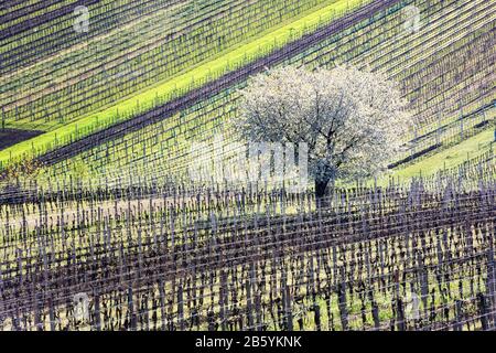 Incredibile Paesaggio Primaverile Con Ciliegio Bianco In Fiore Tra Filari Di Vigneti Nella Moravia Meridionale, Repubblica Ceca Foto Stock