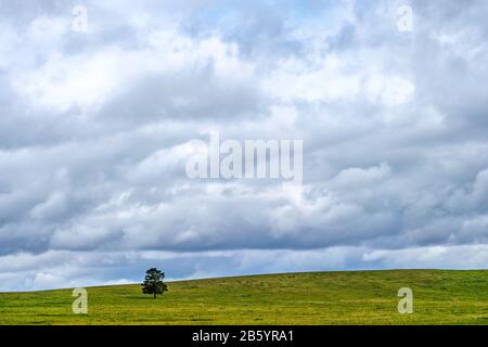 Paesaggio con un campo e un pino solitario. Colline kazake. Asia Centrale Foto Stock