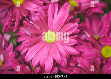 Vista dall'alto sfondo di fiori rosa chiaro in bouquet o fiore letto, copia spazio Foto Stock