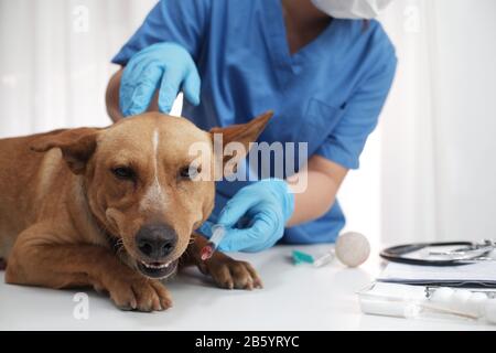 Il medico veterinario che cura, controllo sul cane alla clinica del veterinario. Foto Stock