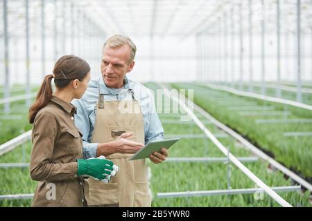 Girovita ritratto di lavoratore maturo utilizzando tablet digitale, mentre istruire giovani tirocinanti in serra piantagione, copia spazio Foto Stock