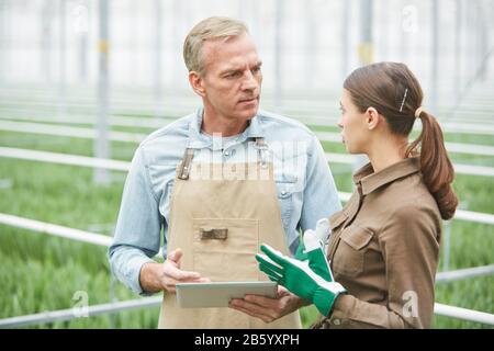 Girovita ritratto di lavoratore maturo utilizzando tablet digitale, mentre istruendo giovani tirocinanti in piantagione serra Foto Stock