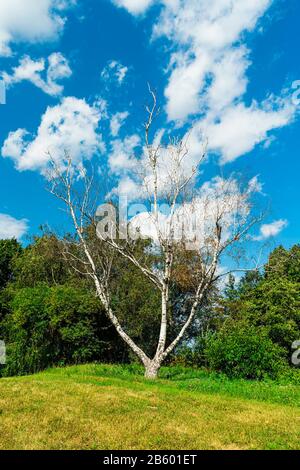 Albero secco morto betulla su prato verde nel parco Foto Stock