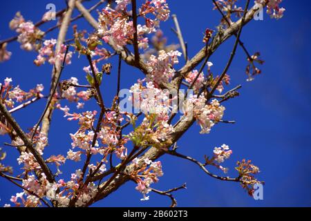 fiore arbusto viburnum bodnantense in primavera, fiori rosa di palla di neve invernale Foto Stock