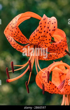 Stamen in giglio tigre arancione Foto Stock