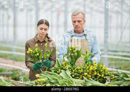 Girovita ritratto di due operai che ordinano tulipani gialli freschi sulla piantagione di fiori in serra, copia spazio Foto Stock