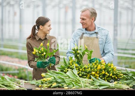Girovita ritratto di due lavoratori allegri che smistano tulipani gialli freschi sulla piantagione di fiori in serra, copia spazio Foto Stock