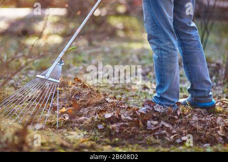 il giardiniere rimuove le foglie cadute in primavera o autunno. senza volto. Primo piano. Foto Stock