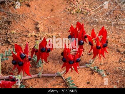 Sturts Desert Pea, Wildflower, Australia, Emblema Dell'Australia Del Sud. Foto Stock