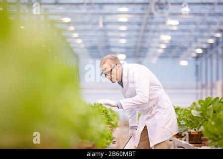 Vista laterale ritratto di bello scienziato maturo che lavora sulla ricerca a piantagione in serra industriale, copia spazio Foto Stock