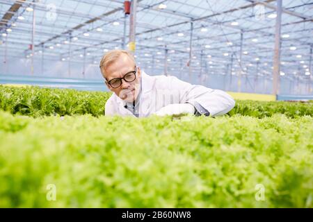 Ritratto di scienziato maturo esaminando verdure a piantagione in serra industriale, copia spazio Foto Stock