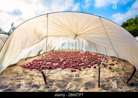 Il pepe rosso essiccato è un tipico ingrediente spagnolo in Alicante e catalogna Foto Stock