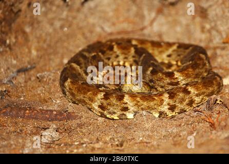 Ricciolo Fer de Lance, un serpente molto pericoloso, nella foresta amazzonica. Foto Stock