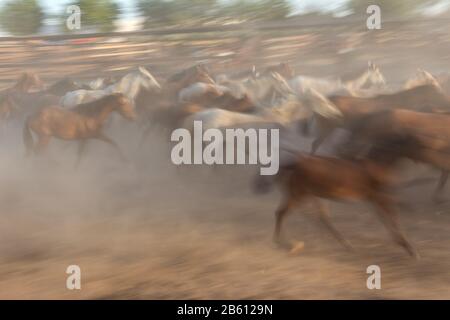 Immagine offuscata di una mandria di cavalli in movimento. Guide nello stallo. Foto Stock