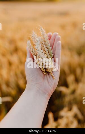 donna che tiene orecchie di grano in mani agricoltura Foto Stock