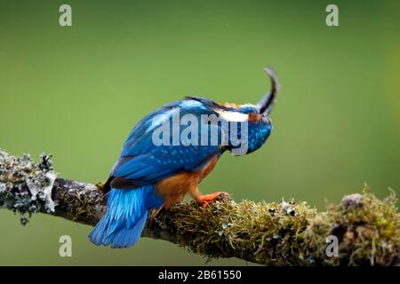 Martin pescatore maschio che pesca su un ramo mossy Foto Stock