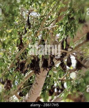 Colony Australiaan Flying Foxes conosciuto anche come Fruit Bats rosolando nell'albero durante il giorno. Foto Stock