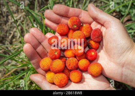 La ragazza tiene in mani frutti di bosco maturi arbutus. Primo piano. Foto Stock
