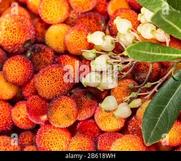 Arbutus fiori e foglie. Primo piano. Foto Stock