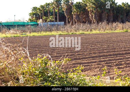 Campi lavorati nel parco agricolo di Baix Llobregat e seminati di fresco per la raccolta estiva. Campo che comincia a germinare piante Foto Stock