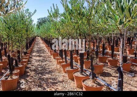 Piante di olivo in vasi. Primo piano. Foto Stock