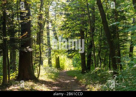 Sentiero stretto tra un sacco di alberi nel mezzo della foresta. Foto Stock