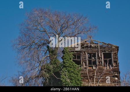 Abbandonato vecchio rovinato edera casa in legno e vecchio albero Foto Stock