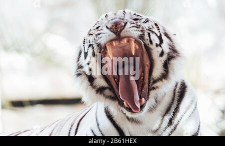 La tigre ruggente con la sua bocca aperta e i denti, la tigre bianca o la tigre imbianchita è una variante pigmentata della tigre del Bengala Foto Stock