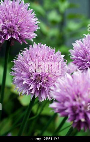 Fiori viola-rosa di erba cipollina biologica locale. Decorativo nel giardino e sul piatto. Chiudere la vista. Selezionare Focus (fuoco). Foto Stock