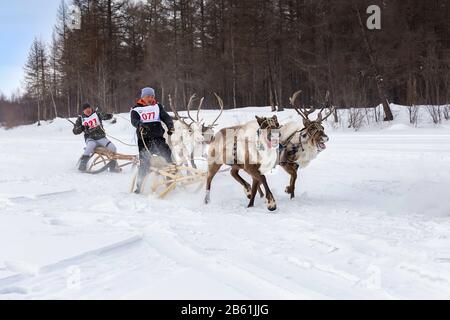 Iengra, Distretto Di Neryungri, Yakutia, Russia. 7 marzo 2020 Reledeer Racing per la celebrazione degli allevatori di renne Foto Stock