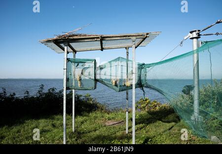 Reti per la cattura di uccelli, Vente, Lituania Foto Stock